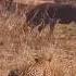 Wildlife Wild Boar Fooled Tiger Wildlife Tiger Animals
