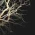 Bad Blood Official Audio Welshly Arms