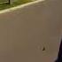 Kid Temper Tantrum Throws Sister S Fidget Spinner Out The Car Window
