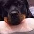 Rottweiler Dog Doing Massage Shorts