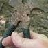 Fence Multi Tool Diy Fence Cattle Farming Livestock