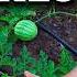 6 Watermelon Growing Mistakes To Avoid