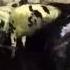 Serving A Heifer At Redhouse Holsteins