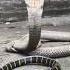 Snake Fight Cought On Camera Respect Snakes Shorts