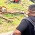 Human Vs Baboon An Unexpected Showdown