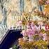 STUNNING VIEW OF STAUBBACH FALLS LAUTERBRUNNEN BLOOMING SAKURA IN APRIL Switzerland Grindelwald