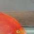 Red Parrot Fish Good Old Friend As You Leave To Pet World