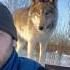 ОГРОМНАЯ ЯКУТСКАЯ ВОЛЧИЦА Wolf Greywolf полярныйволк