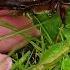 Жук носорог Oryctes Nasicornis