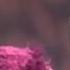 Classic Sesame Street Natasha And Humphery 15 Seconds Noses