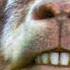Turn Out Goats Can Recognize Human Emotions And Are Attracted To Smiling And Happy Faces