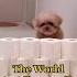 The World Cutest Puppy Greatest Theme Song Of The Super Mario Theme Song TheCutestPuppyEver