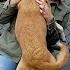 Dogs Lose It When Their Military Heroes Come Home Militarykind