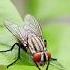 Housefly Sound Flies 1
