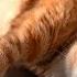 Relaxing Music For Nervous Cats Gentle Sounds For Tranquil Sleep And Stress Relief