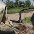 Video 4k Plow Wow Cow Cows Plowing
