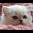 When You Re Small But Your Prayers Are Big BabyCat PureHeart