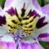 PETITE FLEUR Chris Barber S Jazz Band Clarinet Monty Sunshine