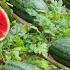 Grow Watermelon In This Way The Fruit Will Be Big And Sweet Grow Watermelon In A Bag Of Soil