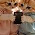 Dhinka Chika Viral Song Cat Catlover Funny Shortsfeed