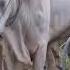 Farming Cows Plowing 4k Video Wow ग य Plow Cow Videos हल ग य हल ग य 4kvideo