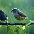 RESTORATION OF THE NERVOUS SYSTEM Gentle Music Calms The Nervous System And Pleases The Soul