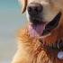 Dog Music Relaxing Sounds For Dogs With Anxiety Helped 4 Million Dogs Worldwide