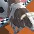 Plasma 3D ANIMATION Fountain3d Cow Animation Fountaincrossing 3danimation Gaming 3dmodeling