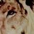 The Criterion Collection Metro Goldwyn Mayer 1987 2018