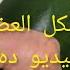الطول والحجم والشكل الطبيعي للعضو الذكري
