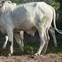 Cow Wow Plow 5kvideo 5k Video 4k Videos Plowing Cows Shorts