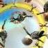 Wii Sports Resort Skydiving