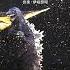 16 Battra Against The Self Defense Forces Godzilla Vs Mothra Soundtrack
