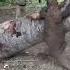 Wild Aggressive Komodo Dragon