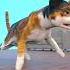 Don T Declaw Your Cat