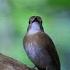 Masteran Burung SRDC BALI Gacor Full Isian