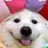 Have A Good Day Funny Puppy Cute Dogsofinstagram Tiktok Dog Audio Erikscottsmith