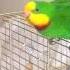 Baraband Parrot