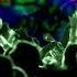Progressive Mix By Lobster Volume 08 A Real Live One