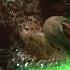 Predator 1987 What The Hell Are You Scene 5 5 Movieclips