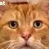 The Fleas If You Enjoy Ted S Videos Please Subscribe
