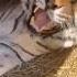 Tiger Meow