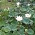 20230615 Closed Or Withered Best Time For Lotus Blooming