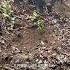 Wild Boar Family Jungle Life Warthog Pig Boar Hog Viral Animal Wildpig Wildboar Wildlife