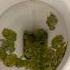 This Girl Saved An Army Of Frogs