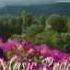 You Don T Bring Me Flowers Barbra Streisand And Neil Diamond