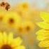 10 Hours Of Gentle Bee Buzzing In A Sunny Field For Sleep Relaxation Study