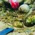 Natural Beauty Underwater Natural Beauty Underwater Shortvideo Shorts