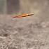 How Do American Hunters And Farmers Deal With Millions Of Invasive Wild Boar And Coyotes Part4