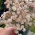 Beautiful Fall Flowers For Your Home Decor Fallflowers